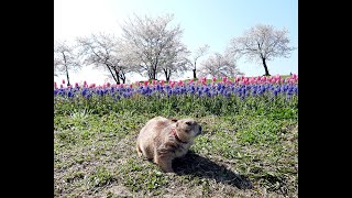 プレーリードッグ おまめちゃんの公園自由散歩（2020年4月9日）