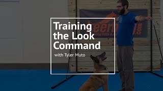 Training Your Dog to Look at You