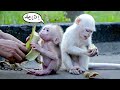 Ruby and Mom are helpless when they want to help the poor baby monkey