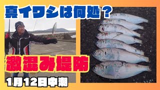 アジ·マイワシ求めての釣行でしたが…釣れる魚がいるだけでとりあえず良いかと言い聞かせて釣りを楽しんで来ました🎣【愛知県田原市】