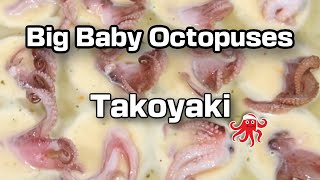 🐙Takoyaki with a Twist: Big Baby Octopuses /たこ焼き