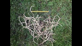 What do bindweed/ convolvulus roots look like?