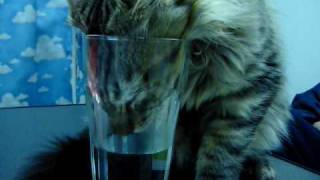 グラスで水を飲むネコ様