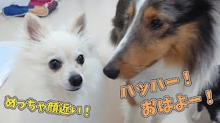 顔の大きさが違いすぎるポメラニアンとシェルティ 【ひみつきちなう！①】2019年3月14日