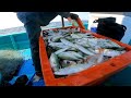 pesta ikan kembung ...rezeki memukat kembung part 2