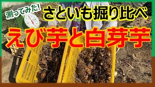 何ｋｇ採れる？さといも掘り比べ　えび芋と白芽芋