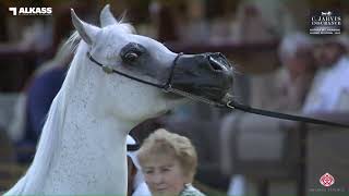 N 173 NOFT AL NAYFAT   Katara Int  Arabian Horse Festival 2023   Mares 11+ Years Old Class 9