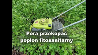 Poplon fitosanitarny - przekopujemy rośliny