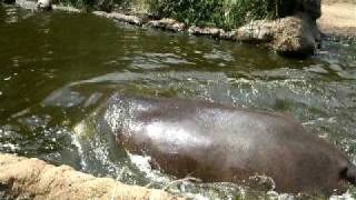 王子動物園かばの親子ナミコとナナミ　hippo