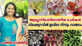 വിലക്കുറവിൽ ചെടികൾ ഇവിടെ നിന്നും വാങ്ങാം || Garden Tour || Malayalam || Farm Stories