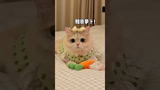 【#薄荷猫猫甜不甜】当我不小心踩坏了我家猫的玩具！#薄荷猫猫 #治愈系猫咪