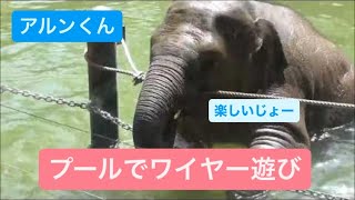 【アルンくん】プールのワイヤーや鎖で遊ぶのはたのしいじょー🐘　2023.04.13