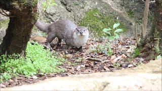 2021/03 ユーラシアカワウソとキジバト  in  ズーラシア Eurasian river otter / Lutra lutra