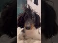 いつもこんな感じで眺められます👀 dachshund dog ミニチュアダックスフンド ダックス おすすめ 犬のいる暮らし 癒し モヒカン犬 shorts