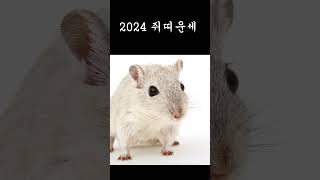 2024년 갑진년 쥐띠운세! 띠별로 보는 새해 대박 운세! #사주, #새해운세, #대박, #shorts,