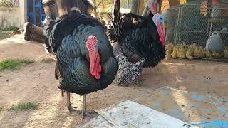 មាន់ទោមេបា telegram 0969971819 #birds #chicken #duck #animals #farming #rooster #rabbit #farmers