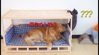 The owner bought a luxurious bunk bed for Golden Retriever,and the cat was unhappy:Did I pick it up?