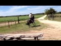 horse breaking fail cowboy gets bucked