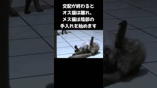 【500万回再生】【猫の発情期学習1】猫の交尾の事実😱🫢あなたは知ってましたか？ #shorts #cat #発情期