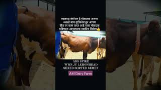 पहिलारू कालवडींना भरले हे सेमेन🔝✌️🐄🔥 स्वतःच्या गोठ्यात  करा कालवड संगोपन💯✌️ #amdairyfarm #shorts