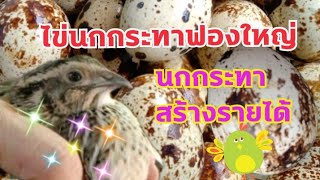 เลี้ยงนกกระทาสร้างรายได้ ขายไข่นกกระทาจ้า🥚🥚