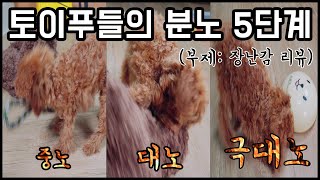 1년에 한번 나온다는 토이푸들의 극대노 분노 5단계 (극소노, 소노, 중노, 대노, 극대노) I 백설기의 컨셉리뷰