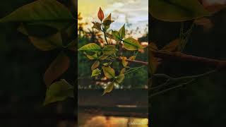 Dafli Wale Dafli Baja | Lata Mangeshkar | Mohammed Rafi | Flowers Nature | Sunset Flower Shorts | 24