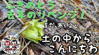 【ふきのとう】去年やれなかったことを、今年やる。