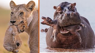 Top 10 Worst Animal Parents on the Planet