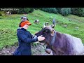 pasture based shepherding in europe. documentary raising sheep in france switzerland italy alps