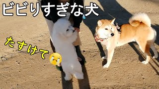 ビビりすぎな犬【ビション・フリーゼ】【ドッグラン】