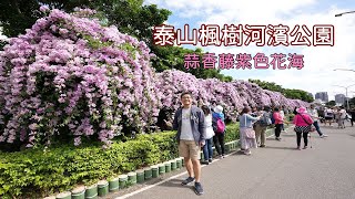 2020帶你搭公車到泰山楓樹河濱公園看蒜香藤，一整排的紫色花海夢幻登場！