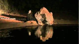 at night, male leopard drinks at water point