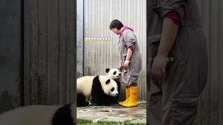 24.11卧龙神樹坪～賢賢崽\u0026蕊蕊崽只聽奶媽話，所以生人勿近！ #giantpanda #大熊貓 #cute #大熊猫 #熊猫 #greatpanda #熊猫宝宝 #cutepanda