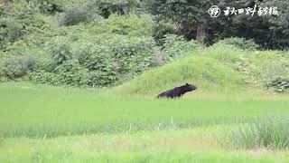 秋田魁新報記者がクマ目撃　仙北市角館町の水田