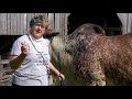 raising brahman cattle with briles farm brahmans meet my neighbor