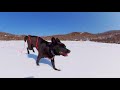 黒犬たちが凍った湖を走る 犬と冬キャンプ【360度カメラ】