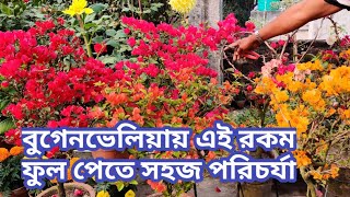 আমার বুগেনভেলিয়া(কাগজ ফুল), এইরকম ফুল পেতে করুন পরিচর্যা।