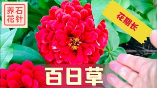 颜色艳丽的百日草 - 花期长的一年生庭院小花 Zinnia