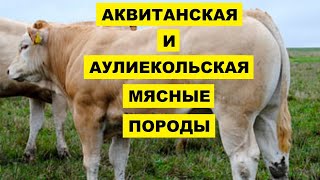 Аквитанская светлая и Аулиекольская мясные породы коров | КРС | Содержание и разведение коров