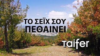 Το δάσος του Σέιχ Σου πεθαίνει - Έντομο κατατρώει τα δέντρα