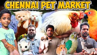 EXOTIC PETS AT Chennai BROADWAY pet MARKET | At Low price Available#broadwaypetmarket#petmarket#pets