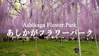 あしかがフラワーパーク ふじのはな物語 2023 4K Ashikaga Flower Park Wisteria Festival Story Day time Walk 藤 日中