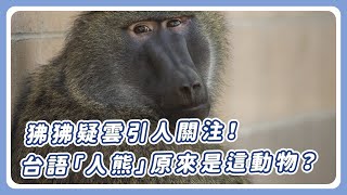 狒狒疑雲引人關注！台語「人熊」原來是這動物？│台語tsin輾轉│第238回│2023.03.31