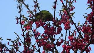 ワカケホンセイインコと寒緋桜