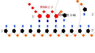 三廉DNA的複製過程細節+DNA連接酶的作用