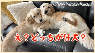 【多頭飼いルーティン#2】生後4ヶ月のゴルパピとのカオスな1日に密着