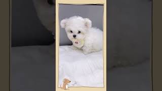 【超萌反差】比熊犬穿上邪惡搖粒絨！可愛到犯規！/This Fluffy Bichon Turned Evil?! Adorable Polar Fleece Transformation!/#dog