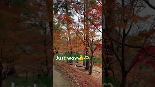 Autumn Scenery \u0026 Fall Foliage. 秋の風景と紅葉。 #asmr #japan #travel# #fallcolors #amazing #japanvlog #wow