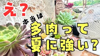 【多肉植物】え？多肉植物って夏に強いの？って本当？